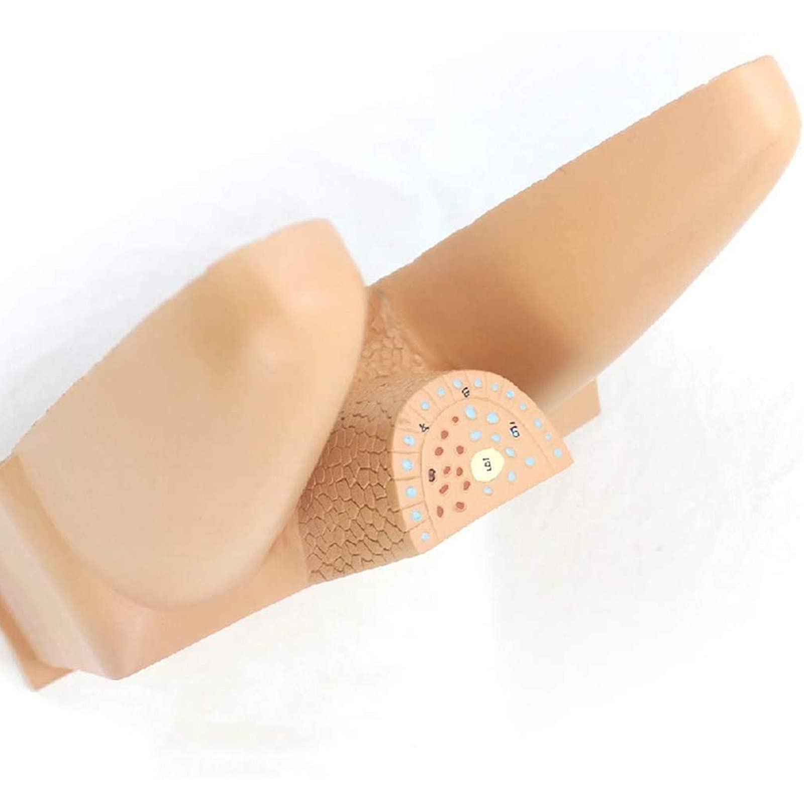 Modelli anatomici, Modello anatomico dei Villi dell'intestino Tenue Umano - Modelli scientifici di Anatomia Umana, Modello apparato in Materiale PVC Verniciato for, sussidio didattico