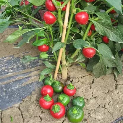 Ovule Hot Round Chili Pepper | Chilli Seeds | Seeds Tested And Packed For Terrace and Home Gardening (Chilli) (200 Per Packet)