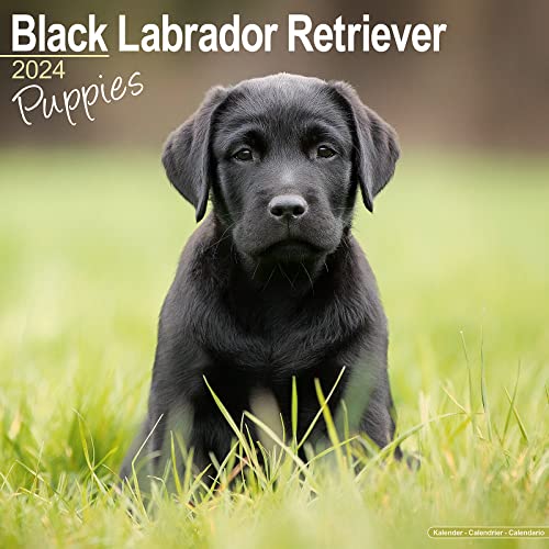Black Labrador Puppies Calendar 2024