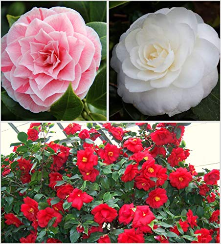 3X Camellia Japonica Colour Variety Collection