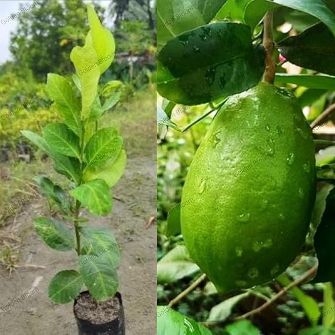 Image of All-Time 12 Months Hybrid GRAFTED Live Gandharaj Lemon Plant Fruit Plant Original & Authentic Organic Tree for Outdoor Fast-Growing Fruit Plant Home Gardens Pack Of-1
