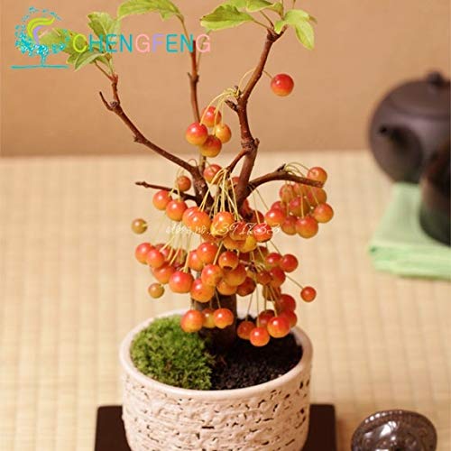 ShopMeeko SEEDS: 10 Stck Kirsche Bonsai japanischen Sakura-Frucht Bonsai  Mini Bonsai Entwurf Baum No-gvo Big And Sweet Easy Grow wchst schnell fre:  Violett : Amazon.de: Garten