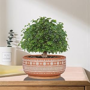 8 inch terracotta succulent planter pot with drainage hole and bamboo tray round shallow bonsai pot for indoor plants  urban country home decor