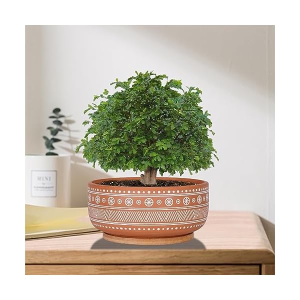 8 inch terracotta succulent planter pot with drainage hole and bamboo tray round shallow bonsai pot for indoor plants  urban country home decor
