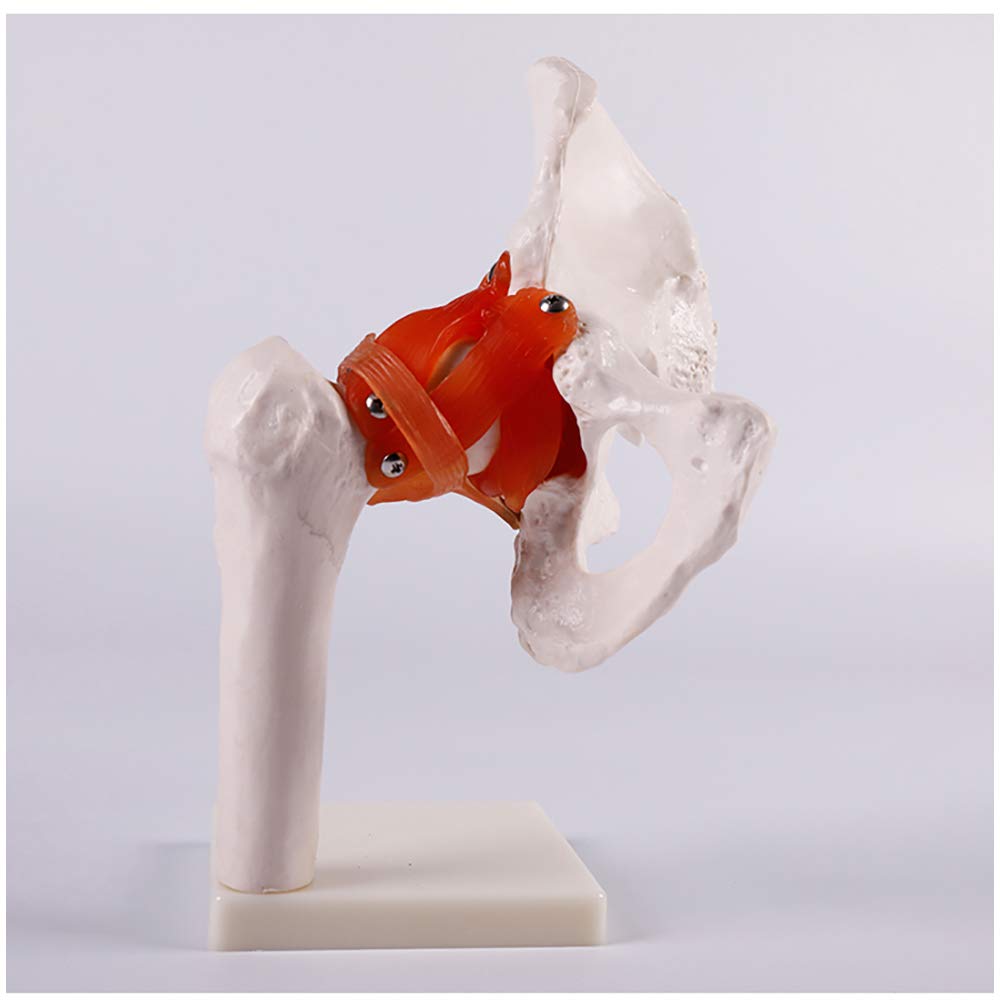 Sjdopulse A Educational Model Hip Joint Model - Lifesize Hip Joint With Flexible Ligaments Pvc Material Human Skeleton Model - For Natomy Educational Learn Study Teaching Demonstration Tool (A)