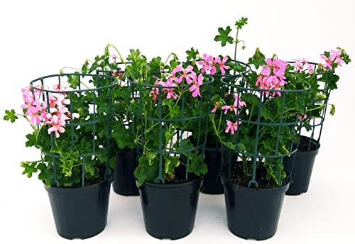 POWERS TO FLOWERS - GERANIO PARIGINO ROSA "HERCULES", PELARGONIUM, 6 PIANTE VASO 14, piante vere