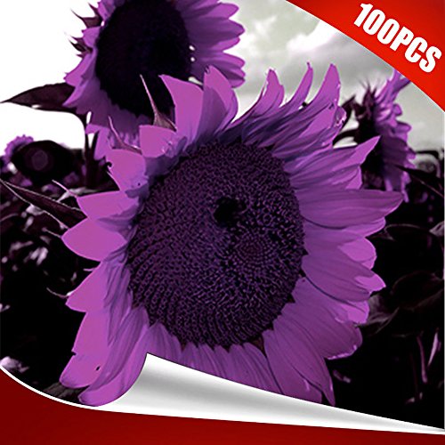 Austinstore 100Pcs Rare Purple Sunflower Seeds Beautiful Flower Home Garden Plant
