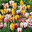 Rembrandt Tulips Mix
