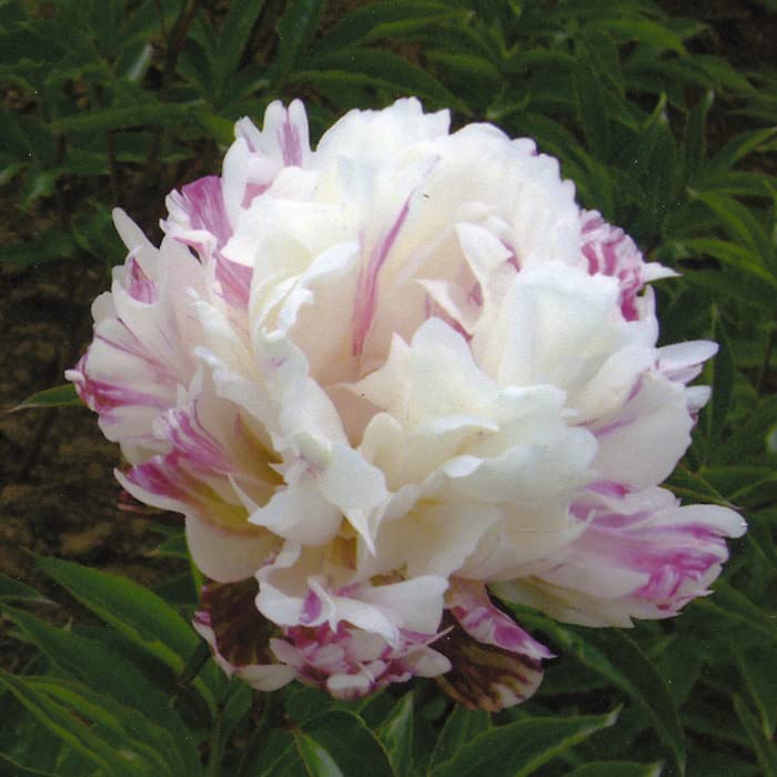 リナページ　23センチ芍薬オーダー Amazon.co.jp: 芍薬 苗 ファーストレディー 12cmポット 白色