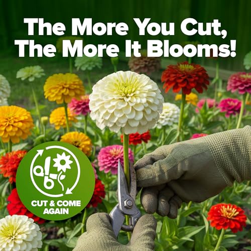 Image of HOME GROWN Zinnia Seeds Mix - 4300 Pumila Compact Zinnia Flower Seeds for Planting Outdoors | Bulk Colorful Annual Cut Flowers for Summer Gardens & Containers (Zinnia elegans)