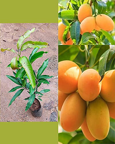 Trothic Gardens Garden Rare Grafted Mulgoba Malgova Mango Fruit Tree