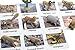 Montessori Desert Animal Match Cards and Figurines. Nomenclature Science Work