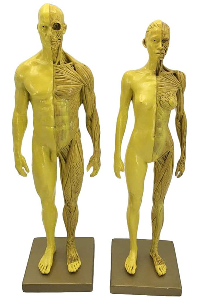 Sjdopulse Women's 30Cm & Male Anatomy Figure - Human Body Anatomy Figure Human Body Musculoskeletal Anatomical Model - For School Study Teaching,Demonstration