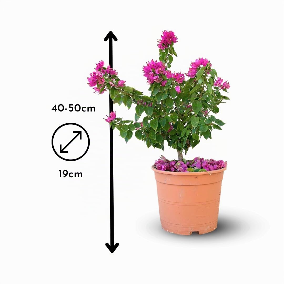 Attitude Jardin - Bougainvillier mini thaï - plante fleurie - 40-50 cm - ⌀ 19 cm - plante d'extérieur