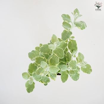 向日葵みたいなヘリクリサム ランダム9輪 向日葵みたいなヘリクリサム ランダム9輪 【公式通販】