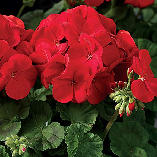 Park Seed Geranium Maverick Scarlet