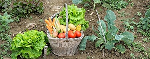 Simply Grow Vegetable Seeds kit - Lettuce Grand Rapids, Kale, Spinach, Carrot Nantes, Tomato, Sweet Corn 6 Packets /200++ Seeds Sold by Seedscare India-image-28