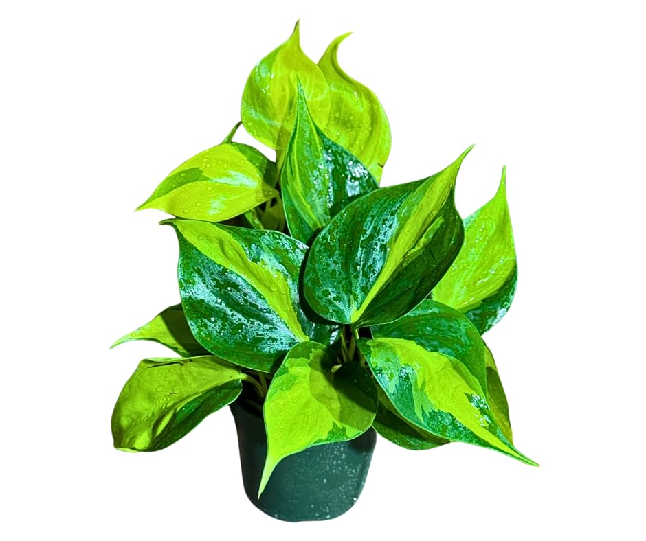 plant b TrueB Plant Based Vitamin B Complex main image 1