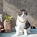 Larrel 2 Pcs Cat Chain Collar, Adjustable Metal Chain for Cat, Pet Necklace Jewelry Exquisite Pet Stylish Decorative Accessory for Small Cats Dogs(Gold, Silver)