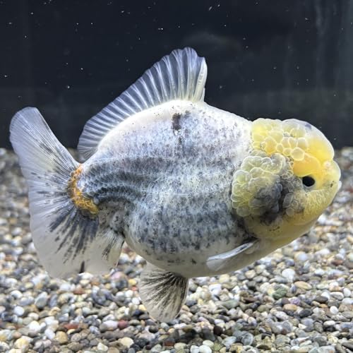 [I] ZNg I_ST PP ̔ԍ100913  I_q 