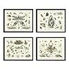 Butterfly Dragonfly Wall Art Print SET of 4 Beautiful Home Decor Antique Beetle Moth Spider Spring Summer Garden Insects Natural Science Illustration Interior Design Unframed FLS