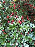 Baumschule Pflanzenvielfalt Cotoneaster horizontalis - Fächermispel - Zwergmispel - sommergrün -