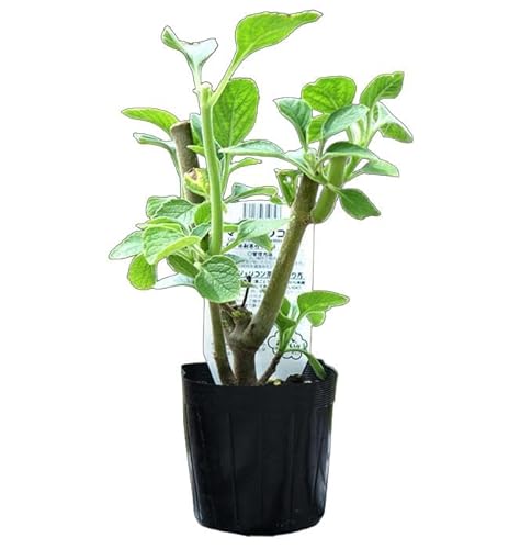 奇跡のハーブ マンジェリコン （ボルド） 3号ポット苗 ブラジル原産のサムネイル