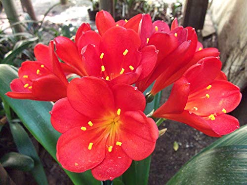 Fresh 100 PCS Fresh Clivia Flower Seeds for Planting Red