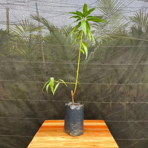 Muda Frutífera de Pêssego Chiripá Enxertado