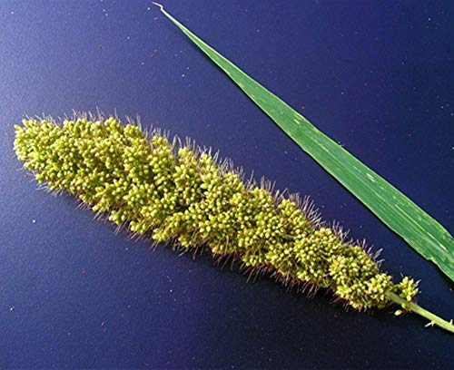 ☆millet☆ Amazon.com : German Millet (Foxtail Millet) Has a drooping