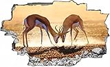 Gazelle Kampf Afrika Savanne Safari Wandtattoo Wandsticker Wandaufkleber C0300 Größe 100 cm x 150 cm