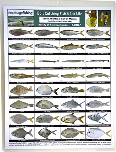 America Go Fishing - Bait Catching Fish and Sea Life Card 1 - South Atlantic and Gulf of Mexico