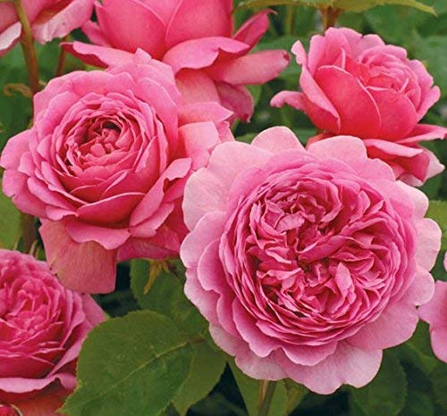Fresh 100 Pcs MUL-Color Rose Flower Seeds for Planting Pink