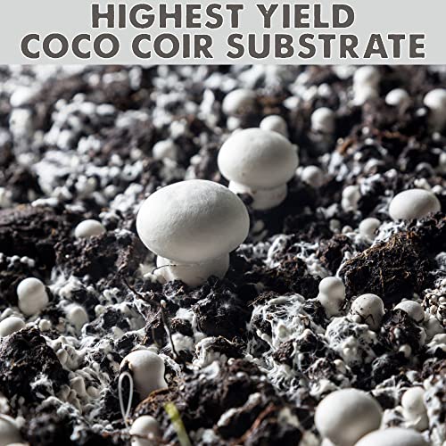 Evviva Sciences All-in-one Mushroom Grow Bag with Coco Coir & Rye Berry Grains, with Self Injection Port, Grow Your Own Mushroom in Easy to Use Grow Bag, 1.5 LBS Per Bag