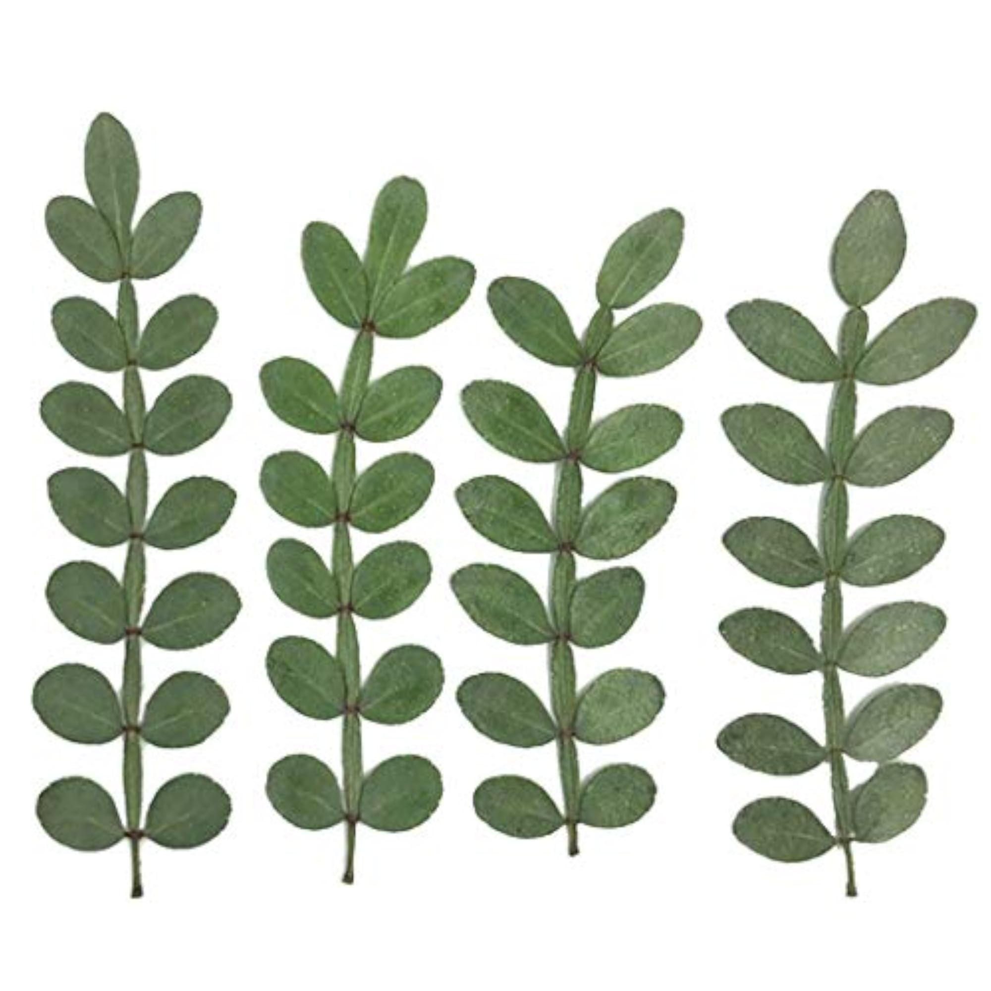 12PCS Dried Leaf Creative Decorative Leaf Pressed Leaf DIY Crafts Material