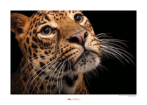 Tableau mural d'art Komar Javan Leopard 70x50 cm impression National Geographic