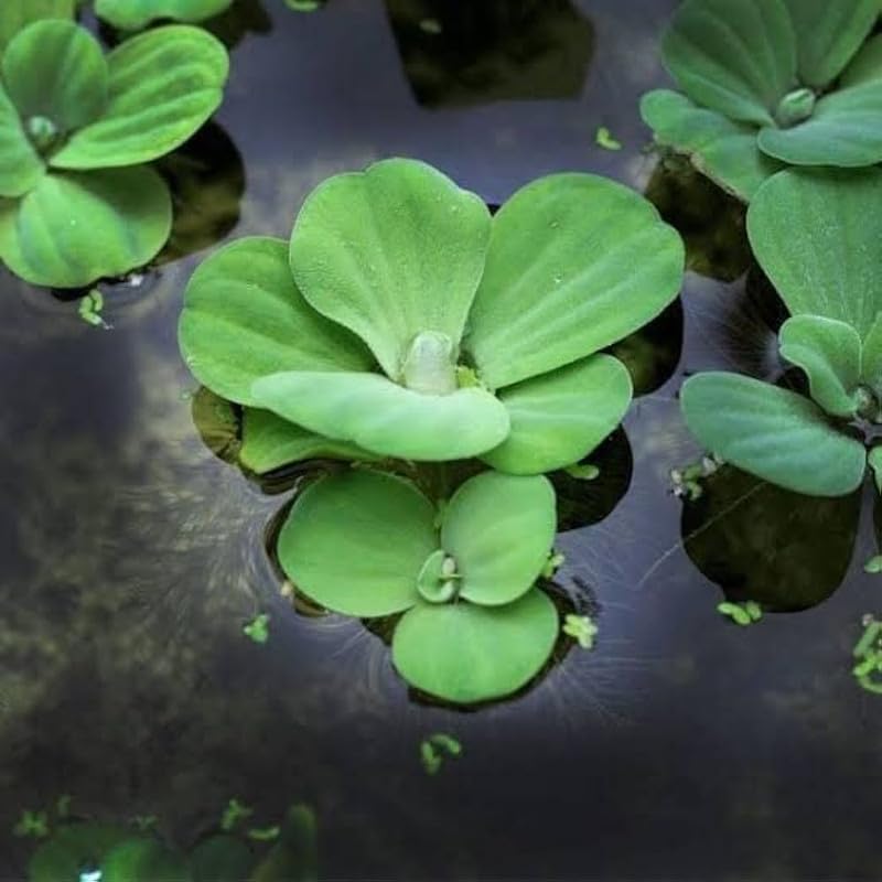 Water lettuce live plant for pond,aquarium plant live for Mini-Park Pack of 10 (B0D1G16LMW) Amazon Price History, Amazon Price Tracker