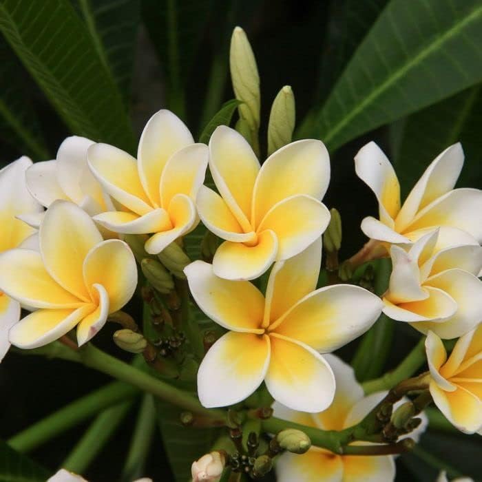 Image of Frangipani Plumeria Rubra Live Flower Plant ? Hybrid Champa Golachin Deva Ganneru with Pot | Beautiful Fragrant Bloom | 0.5?1.5ft Height | Outdoor & Garden Flower Plant ? Pack of 1