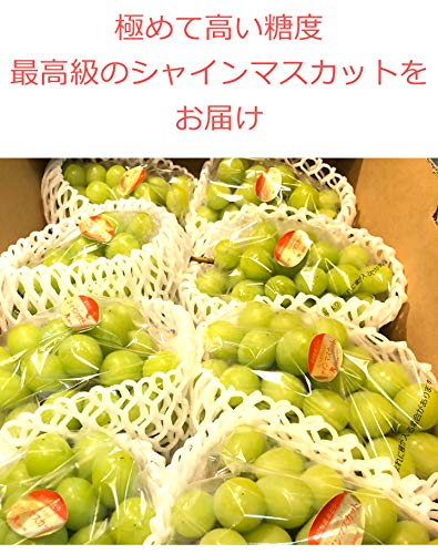 808青果店 シャインマスカット 約1kg の商品画像 2