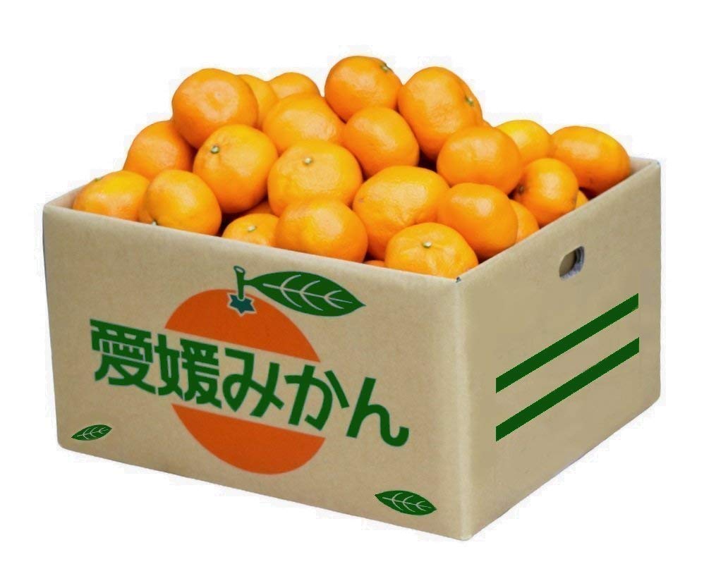 長浜みかん 愛媛 みかん 訳あり 甘い 温州 蜜柑 家庭用 愛媛県 柑橘 規格外 箱入り 箱買い 箱売り
