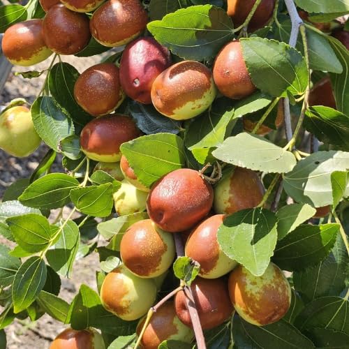 Li Jujube Tree Plant 8-14 Inch Tall Sweet Jujube Tree Live Potted for Outdoor Planting