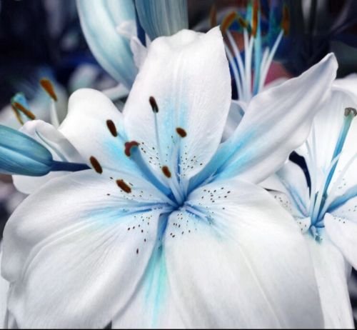 Blue Lily Plant Seeds Potted Lilium Flower Perfume Plant (B09436JRWV) Amazon Price History, Amazon Price Tracker