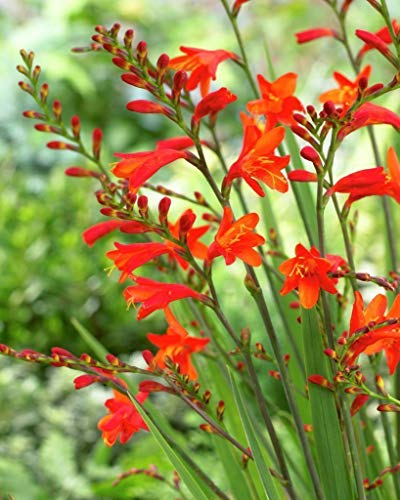 Risala Crocosmia Spitfire 15 Extra LARGEcorms Bulbs, Hardy, UKgrown, hummingbrid iris