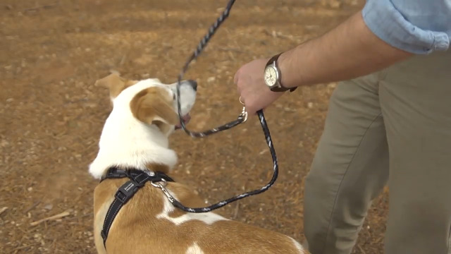 Amazon.com : EzyDog Cujo Shock Absorbing Bungee Dog Leash - Best