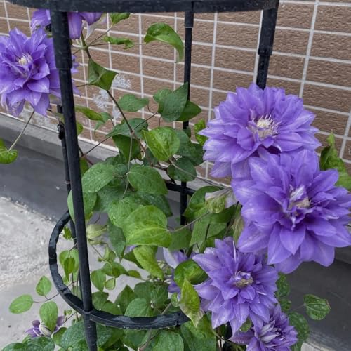 bulbos resistentes de clemátide - interior temprana trepadoras jardín perenne 2pcs