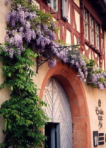 TROPICA - Glicinia japonesa (Wisteria sinensis „blue“) - 4 semillas- Resistente invierno