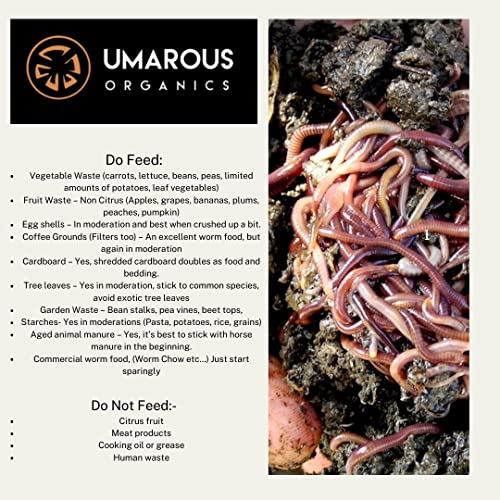 Image of BUY250 Red Composting Worm, Red Wigglers, Composting Earthworms - - Eisenia fetida - 990 gm