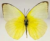 You will receive one of real Butterfly in resin specimen. Specimen Size: 75mm x 75mm x 21mm / 2.9 x 2.9 x 0.8 Inches; Weight 140g / 4.9oz; (Photos taken under bright light). These samples may have small defects, bubbles, internal irregularities, etc....