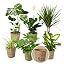 Set of 6