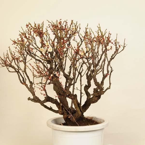 大御所桐花生 黒たん梅 【公式通販】